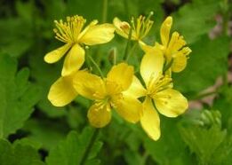 pros and cons of using celandine for warts